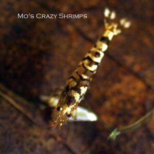 Креветка Mo’s Crazy Tiger