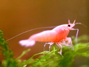Креветка Фламинго (Flamingo Shrimp)