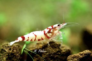 Креветка Белый тигр (White Tiger Shrimp)