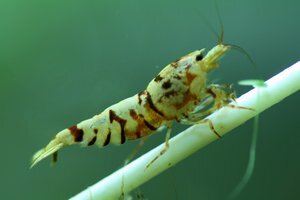 Креветка Белый тигр (White Tiger Shrimp)
