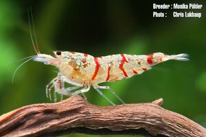 Креветка Снежный красный тигр (Snow Red Tiger Shrimp)