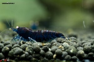 Blue tiger deep blue shrimp