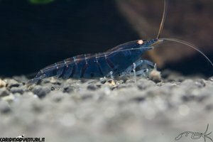 Blue tiger deep blue shrimp