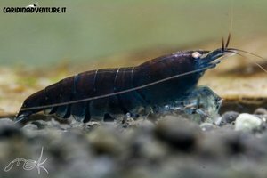Blue tiger deep blue shrimp