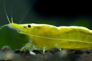 Yellow neon shrimp