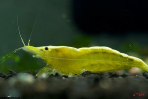 Yellow neon shrimp