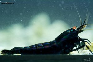 Black tiger shrimp