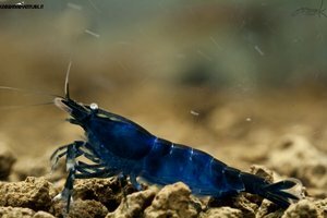 Blue di Prussia shrimp - Креветка Берлинская Лазурь