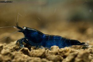 Blue di Prussia shrimp - Креветка Берлинская Лазурь