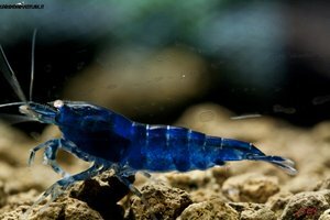 Креветка Ройал Блю (Royal blue shrimp)