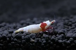 Креветка Красный кристалл (Crystal Red Shrimp)