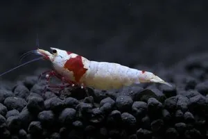 Креветка Красный кристалл (Crystal Red Shrimp)