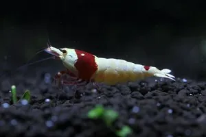 Креветка Красный кристалл (Crystal Red Shrimp)
