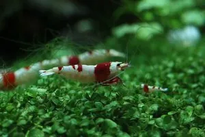 Креветка Красный кристалл (Crystal Red Shrimp)
