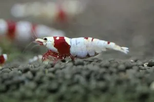 Креветка Красный кристалл (Crystal Red Shrimp)