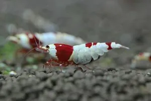Креветка Красный кристалл (Crystal Red Shrimp)