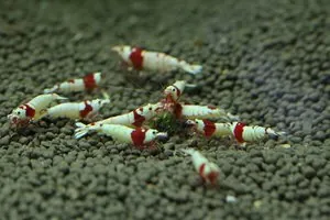 Стадо красных кристаллов (Crystal Red Shrimp)
