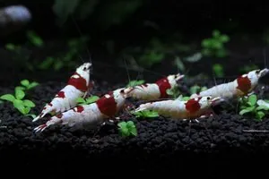Креветка Красный кристалл (Crystal Red Shrimp)