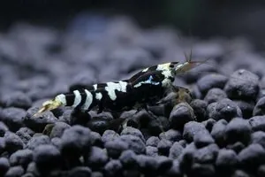 Гибрид тигра и TBS (Tiger × Taiwan Bee Shrimp)