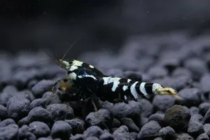 Гибрид тигра и TBS (Tiger × Taiwan Bee Shrimp)