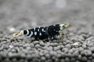 Гибрид тигра и TBS (Tiger × Taiwan Bee Shrimp)