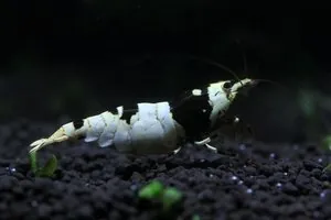 Креветка Черный кристалл (Crystal Black Shrimp)