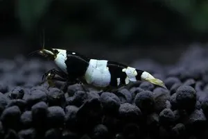 Креветка Черный кристалл (Crystal Black Shrimp)