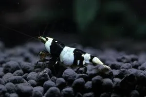 Креветка Черный кристалл (Crystal Black Shrimp)