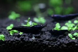Креветка Черный тигр (Black Tiger Shrimp)