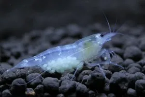 Прозрачная креветка «Призрак» (Ghost Shrimp)