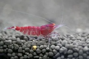 Креветка Красный тигр (Red Tiger Shrimp)
