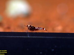 Красная вариация тигра, селекция Shrimpshady (Tiger shrimp var. red)