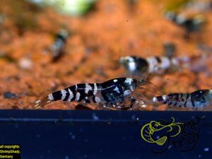 Черная вариация тигра, селекция Shrimpshady (Tiger shrimp var. black)