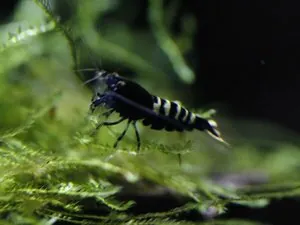 Креветка Черный кристалл, селекция Nishiki (Crystal Black Shrimp «Nishiki» selection)