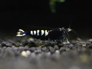 Креветка Черный кристалл, селекция Nishiki (Crystal Black Shrimp «Nishiki» selection)