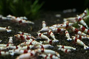 Стадо красных кристаллов линии Nishiki (Crystal Red Shrimp «Nishiki»)