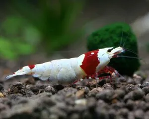 Креветка Красный кристалл линии Nishiki (Crystal Red Shrimp «Nishiki»)