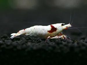Креветка Красный кристалл линии Nishiki (Crystal Red Shrimp «Nishiki»)