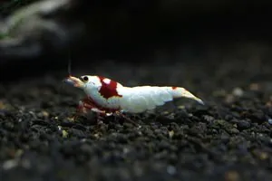 Креветка Красный кристалл линии Nishiki (Crystal Red Shrimp «Nishiki»)