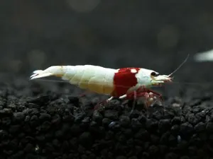 Креветка Красный кристалл линии Nishiki (Crystal Red Shrimp «Nishiki»)