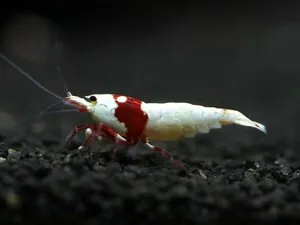 Креветка Красный кристалл линии Nishiki (Crystal Red Shrimp «Nishiki»)