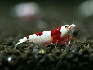 Креветка Красный кристалл линии Nishiki (Crystal Red Shrimp «Nishiki»)