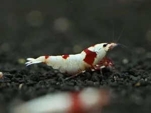 Креветка Красный кристалл линии Nishiki (Crystal Red Shrimp «Nishiki»)