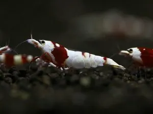 Креветка Красный кристалл линии Nishiki (Crystal Red Shrimp «Nishiki»)