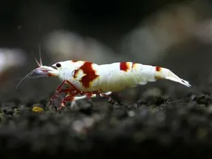 Креветка Красный кристалл линии Nishiki (Crystal Red Shrimp «Nishiki»)