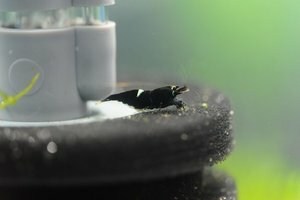 Кинг-Конг — призер (Black Crystal Shrimp King Kong)
