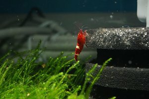 Рубин — призер (Super Red «Ruby» Crystal Shrimp)