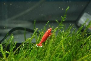 Супер ред — призер (Super Red Crystal Shrimp)