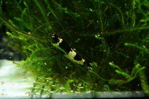 Черный кристалл — призер (Black Crystal Shrimp)
