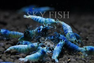 Креветка Блю (Blue Shrimp)